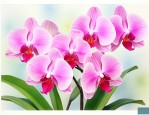 蝴蝶兰一年开几次花.