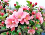 8公分西府海棠多少钱
