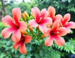 中华凌霄花耐寒多少度