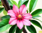 车厘子花是什么样子的
