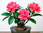 金枝玉叶花可以水培吗