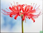 彼岸花发芽长什么样子