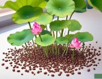 2025年荷花种子怎么发芽