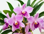 石斛花可以和什么泡水