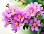 紫薇花在什么时候开花