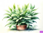 能养很久的植物
