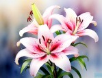香水百合花冬天开花吗