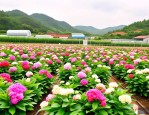 2025年北方花卉苗木基地