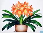 君子兰花怎么养才能旺盛