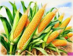 丰度809玉米种介绍