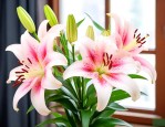 百合花冬天室内怎么养