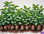2025年南京植物种子报价