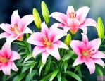 百合花对睡眠有帮助吗