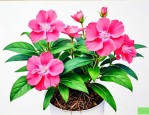 复瓣凤仙花的种植方法