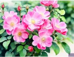 野蔷薇花就是代代花吗