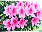 江西杜鹃花哪里最出名