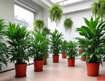 2025年公司绿植养护费用