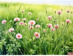 生草本植物是什么意思