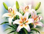 百合花的主要内容概括
