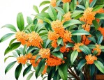 八公分桂花多少钱一株