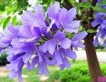 18公分蓝花楹多少钱