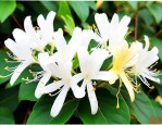 金银花为什么叫忍冬花