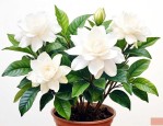 栀子花怎样栽培和养护