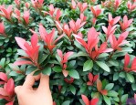 红叶石楠小苗价格价格