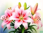 百合花开花后怎么处理