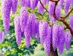 2025年紫藤花的繁殖方法