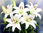白百合花的寓意及象征