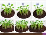 种子的催芽方法有哪三种