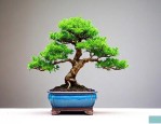 金枝玉叶盆景养殖方法