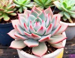 八千代多肉植物怎么养