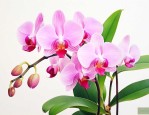 蝴蝶兰是什么季节开花