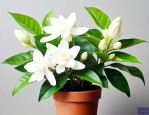 带花苞的茉莉花怎么养