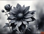 世界上有没有黑色的花