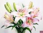 送百合花给病人代表什么