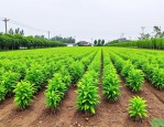 2025年江苏绿化常用苗木