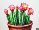仙人球开花可以浇水吗