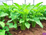 魔芋怎么种植才不会烂