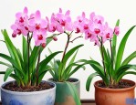 春兰与蕙兰的养殖方法
