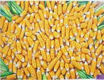 中国十大品牌玉米种子