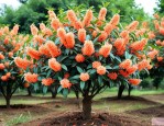 5公分桂花树价格多少
