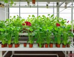 室内水培植物有哪些品种
