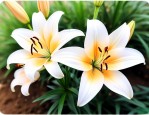 百合种球种后多久开花