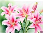 百合花 茹志鹃 课文