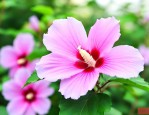 木槿花花语和象征意义