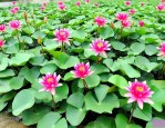 广西水生绿化植物批发