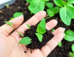 指甲花的种子怎么播种